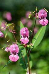 Himalayan balsam (impatiens gladulifera) flowers in bloom
