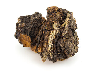 Chaga or Inonotus obliquus isolated on white background. Parasitic fungus on birch. Traditional folk medicine concept. Chaga used to brew a beverage resembling coffee or tea.
