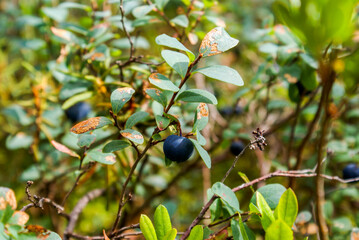 The blueberry bushes in the woods with lots blueberries summer cloud by day