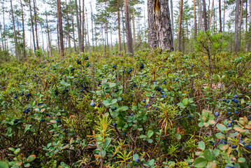 The blueberry bushes in the woods with lots blueberries summer cloud by day