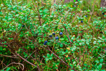 The blueberry bushes in the woods with lots blueberries summer cloud by day