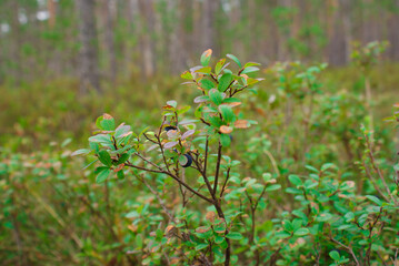 The blueberry bushes in the woods with lots blueberries summer cloud by day