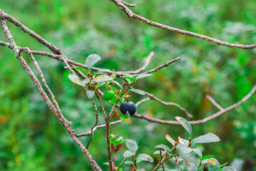 The blueberry bushes in the woods with lots blueberries summer cloud by day