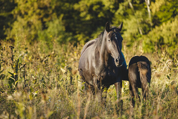 the horse feeds the foal in the meadow