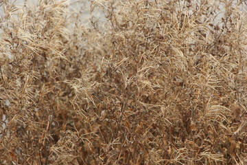 rilliant autumn plants burning brightly but briefly with flaming colours