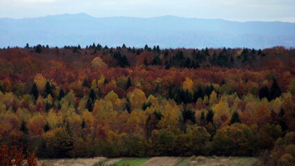 Fototapeta premium Golden autumn