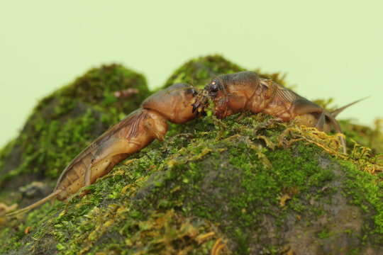 Two mole crickets are digging a moss-covered ground. This insect has the scientific name Gryllotalpa gryllotalpa. 