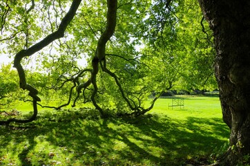 Fototapeta premium Oriental plane tree Platanus orientalis planted in 1775 in Osterley Park Isleworth London England in afternoon sun