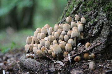 Glistening inkcap mushrooms at base of tree
