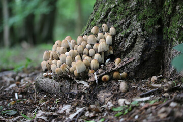 Glistening inkcap mushrooms at base of tree