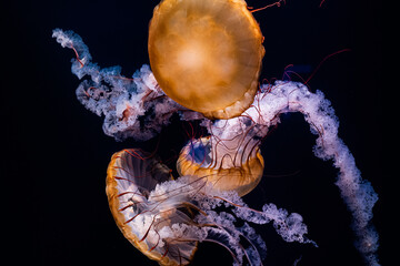 jellyfish in the aquarium