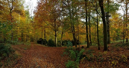 Naklejka premium on the way in the forest near bad pyrmont 