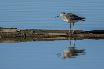 Greater Yellow Legs