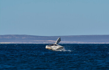 Sohutern right whale jumping, endangered species, Patagonia,Argentina
