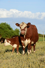 Fototapeta na wymiar Cow with calf, La Pampa countryside, Argentina.