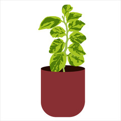plant and flower vector