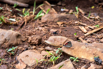 Mariposa en la roca