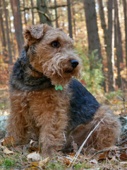 Welsh Terrier in a woods looking back