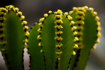 Gymnocalycium cactus. Cactus in desert backdround, cacti or cactaceae pattern.