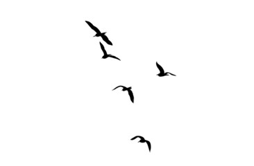 a flock of flying birds isolated on a white background. the element illustration in black. a simple design for a decorative element and tattoo.