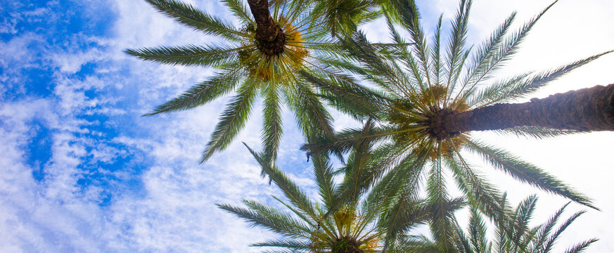 Palms backdrop on sun light sky. Palm trees on blue sky, palm at tropical coast, coconut tree.