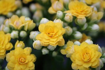 Macro photo of yellow blossoms on a kalanchoe plant