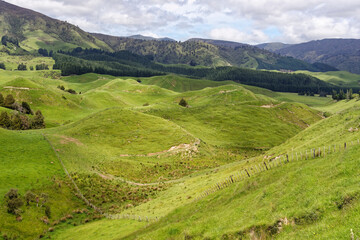 Obraz premium Farmland in the North Island of New Zealand
