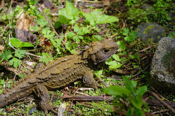 A tuatara, a lizard native to New Zealand
