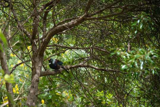 A tui bird, a bird native to New Zealand in bushland
