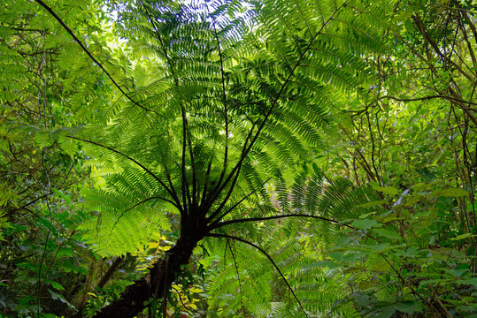 A fern tree in a forest in New Zealand