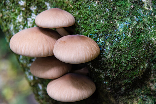 Close-up of mushrooms growing on a moss covered tree