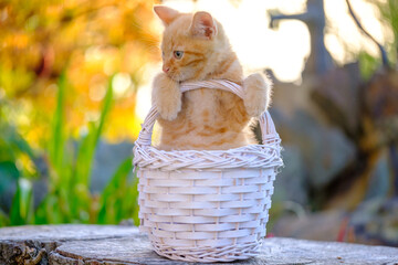 Beautiful, sweet and cute ginger kitten portraits