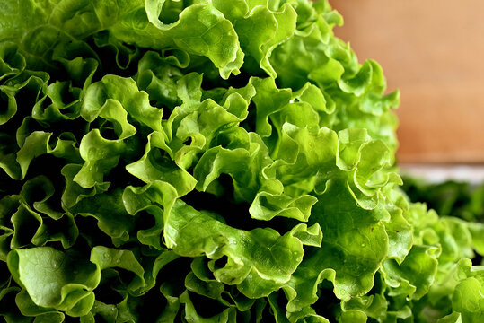 Close-up de folhas molhadas de alface lavada e fresca com luz lateral