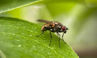 fly on leaf