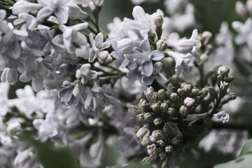 blooming lilac branch close-up in the spring garden outdoors