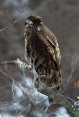 Immature Bald Eagle on limb