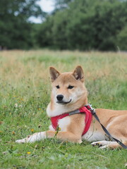 shiba inu