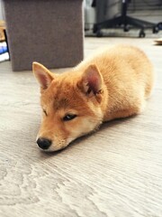 柴犬 shiba inu