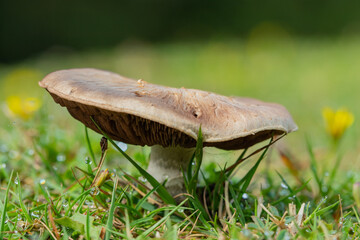 Pequeña seta entre la hierba
