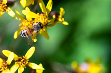 A bee on yellow flower with blurred background.