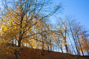 Autumn trees with yellow foliage on the hill. Autumn landscape on a bright sunny day.
