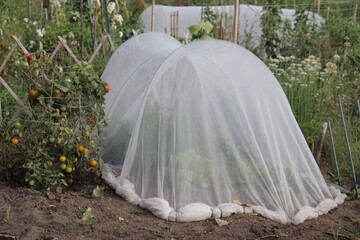 Safety net for gardening. Plant shelter in a garden. Vegetable and gardening. Protection against...