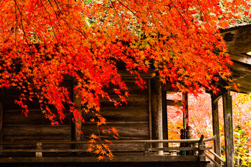 日本のお寺　紅葉の中尊寺弁財天堂