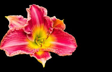 Fototapeta na wymiar Beautiful of lily species flower isolated on black background.