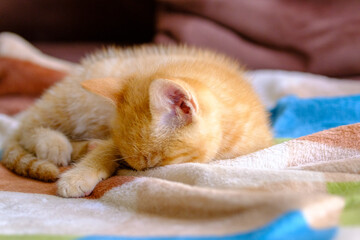 Beautiful, sweet and cute ginger kitten portraits