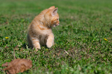 Beautiful, sweet and cute ginger kitten portraits