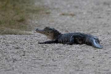 Young Small Alligator On Path Resting