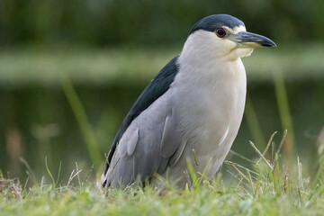 Close-up Night Heron by Water Edge in Grass on Ground