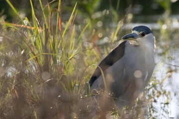 Close-up Night Heron by Water Edge in Grass on Ground