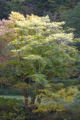 秋の淡い日光を受ける林の中の木